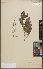 Foto von Salix starkeana Willd.